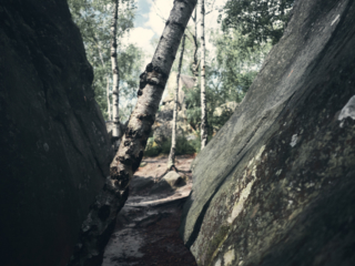 Escalade à Auvernaux, près de Fontainebleau par Laurence Bichon